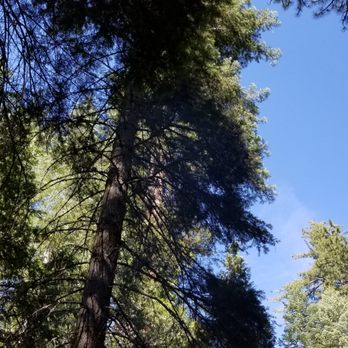Pinecrest Campground - Parks Near Me - Pinecrest, California
