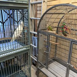 Parrots Naturally - Benji making a new friend:)
