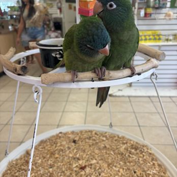 Omar's Exotic Birds - Pet Sitting Near Me - Mission Viejo, California