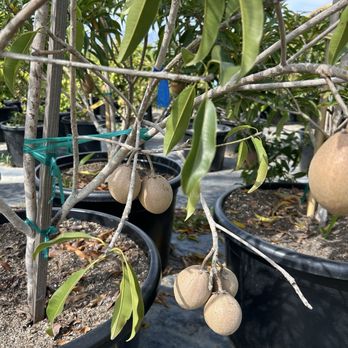 Mimosa Nursery - 4/3/26 Fascinating fruits are very enticing to me - Nurseries & Gardening Near Me - Rosemead, California Mimosa Nursery - 4/3/26 Fascinating fruits are very enticing to me - Nurseries & Gardening Near Me - Rosemead, California