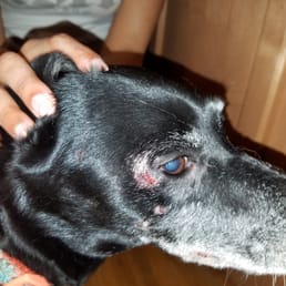 Terrible experience. Just picked up my dog from being boarded at Grooming by Galdy's and found these bite marks when I got home. Terrible experience. Just picked up my dog from being boarded at Grooming by Galdy's and found these bite marks when I got home.