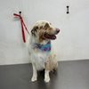 Fast Dog Grooming gift card