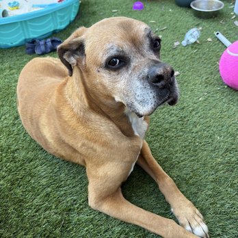 Jamacha Pet Vets - Veterinarians Near Me - Santee, California Jamacha Pet Vets - Veterinarians Near Me - Santee, California