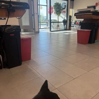 VEG ER for Pets - Emergency Pet Hospital Near Me - Rockledge, Florida VEG ER for Pets - Emergency Pet Hospital Near Me - Rockledge, Florida