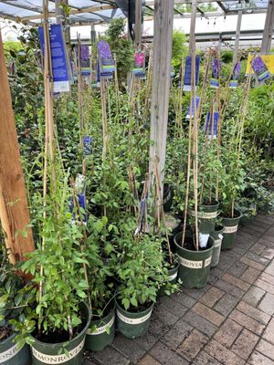 NICHOLSON HARDIE - NURSERY AND GARDEN CENTER - Updated February 2026