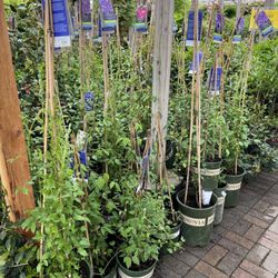 Nicholson Hardie - Nursery and Garden Center - So many clematis to choose from!