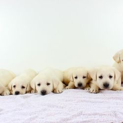 Labpups - Yellow Lab puppies for sale