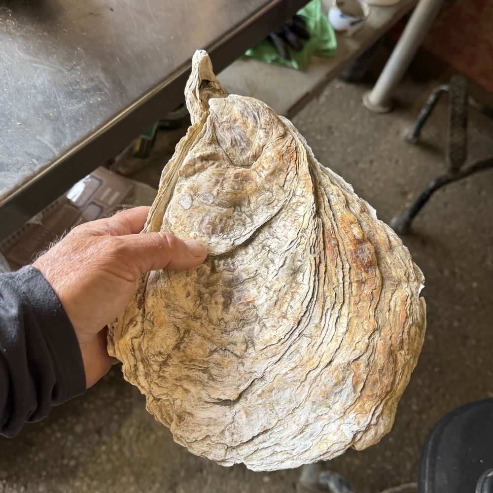Augustin Oysters - Huge oyster shell - Seafood Markets Near Me - Coos Bay, Oregon