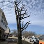 Photo of Nelson Tree Services