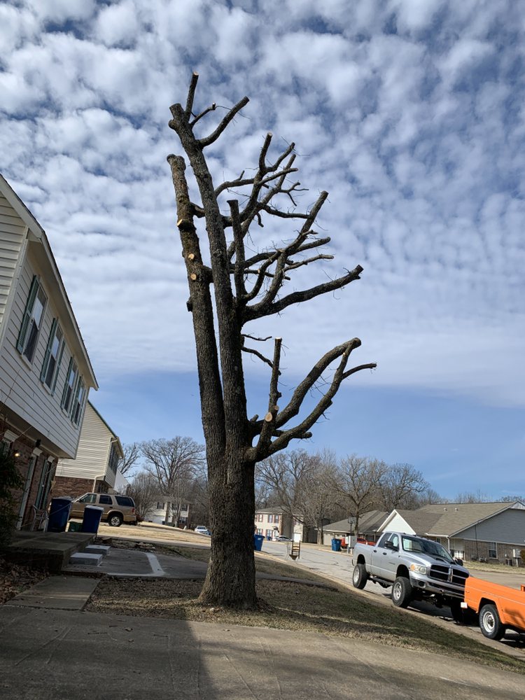 Nelson Tree Services - tree service in Rogers, AR