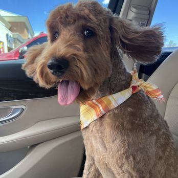 Spoiled Paws - Happy Pup Feeling fresh for summer! - Pet Groomers Near Me - Henderson, Nevada Spoiled Paws - Happy Pup Feeling fresh for summer! - Pet Groomers Near Me - Henderson, Nevada