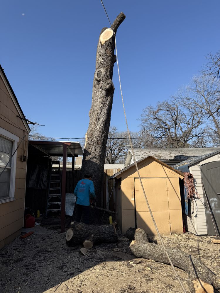 Texas Tree Tops-Tree Services - tree service in Fort Worth, TX