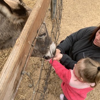 Pezza Farm and Garden Center - a woman feeding a donkey - Farmers Market Near Me - Johnston, Rhode Island