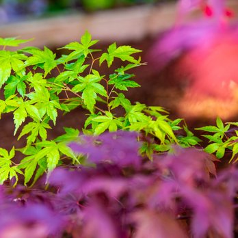Green Images and Design - New Plantings at a residential project. - Landscaping Near Me - Petaluma, California Green Images and Design - New Plantings at a residential project. - Landscaping Near Me - Petaluma, California