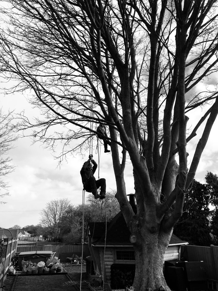 COUNTRY CUTTERS TREE SURGERY Request a Quote The Old Schoolhouse