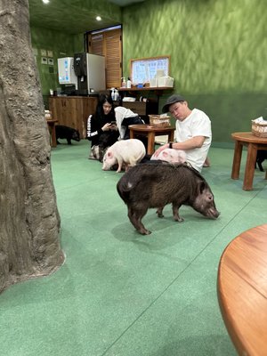 mipig cafe Harajuku by null