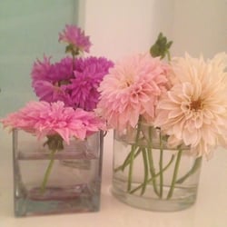 Riverhead Farmers Market - Beautiful local Dahlias from Pierpont Blossom Farm. Part of the indoor season of the Riverhead Farmers Market, Saturdays 10am-2pm