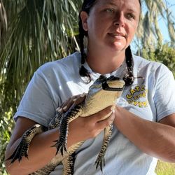 Swamp Fever Airboat Adventures - Showing off the alligator