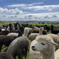 Silverhill Alpacas