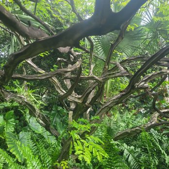 Miami Beach Botanical Garden - Brazilian Tree - Botanical Gardens Near Me - Miami Beach, Florida