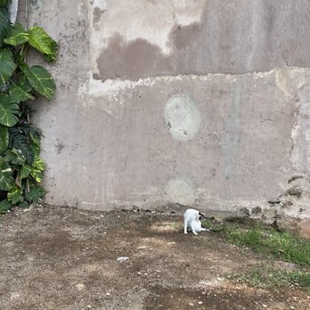 Save a Gato - Animal Shelters Near Me - San Juan, Puerto Rico Save a Gato - Animal Shelters Near Me - San Juan, Puerto Rico