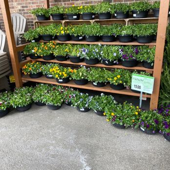 Wegmans - Pretty plants - Grocery Near Me - Erie, Pennsylvania Wegmans - Pretty plants - Grocery Near Me - Erie, Pennsylvania
