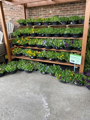 Wegmans by null