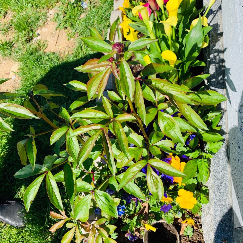 Cypress Hills Cemetery - Final resting place - grow flowers, it's worth it. RIP. - Funeral Services & Cemeteries Near Me - Brooklyn, New York Cypress Hills Cemetery - Final resting place - grow flowers, it's worth it. RIP. - Funeral Services & Cemeteries Near Me - Brooklyn, New York