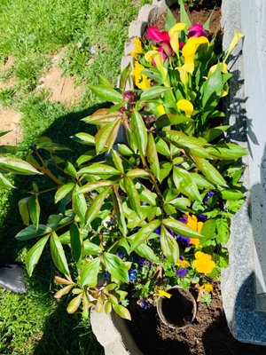 Cypress Hills Cemetery by null