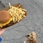 Photo of Dashboard Food Truck