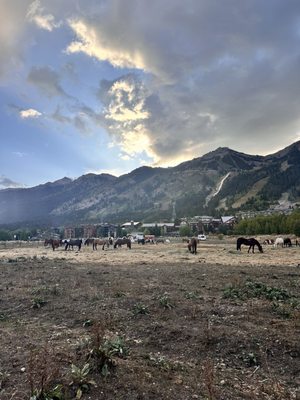 Teton Thai Teton Village by null