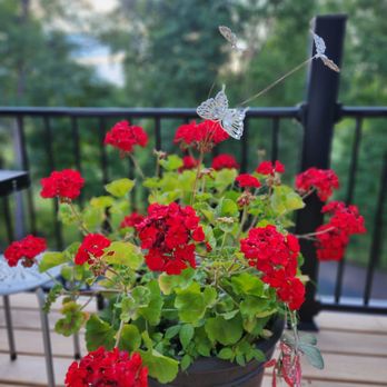 Eastern Market - Beautiful red geraniums - Farmers Market Near Me - Detroit, Michigan