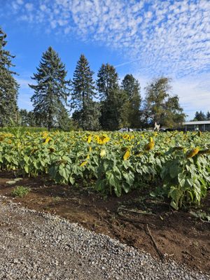 Bushue's Family Farm by null