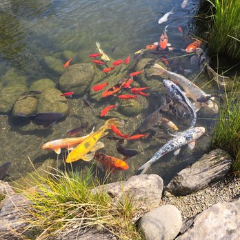 Ricos Kitchen - Koi pond at Guenthers Garden Nursery where Rico's is parked. - Food Trucks Near Me - Salem, Oregon Ricos Kitchen - Koi pond at Guenthers Garden Nursery where Rico's is parked. - Food Trucks Near Me - Salem, Oregon