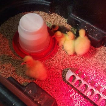 Cenex - Mo chicks! - Gas Stations Near Me - Brighton, Colorado