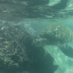 Turtle at Black Rock Turtle at Black Rock