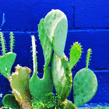 Biscuits and Groovy - Cactus in the dining garden... - Breakfast & Brunch Near Me - Austin, Texas Biscuits and Groovy - Cactus in the dining garden... - Breakfast & Brunch Near Me - Austin, Texas