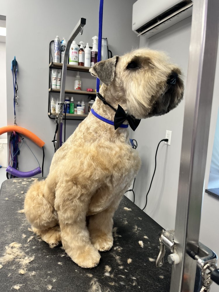 BRANDY’S DOG WALKING AND CAT SITTING Request an Appointment Seattle