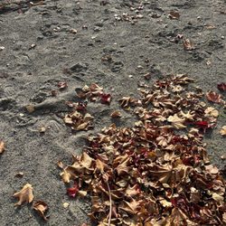 Enatai Beach Park