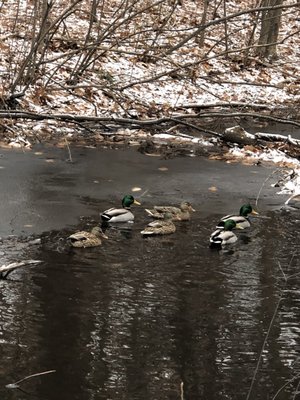 Cochituate State Park by null