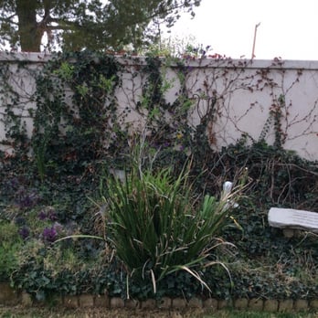 Greenview Landscape Management - Ivy wall - Landscaping Near Me Greenview Landscape Management - Ivy wall - Landscaping Near Me