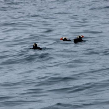 Seward Ocean Excursions - Puffins - Boat Tours Near Me