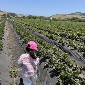 Blue House Farm - Farmers Market Near Me - San Gregorio, California