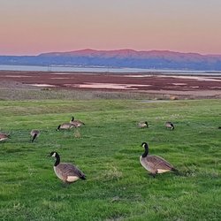 Geese