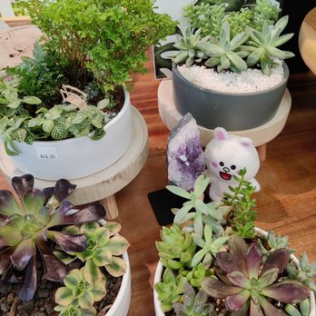 Mari’s Urban Garden - Amethyst - Nurseries & Gardening Near Me - Honolulu, Hawaii