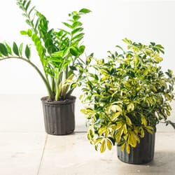 Stein's Garden & Home