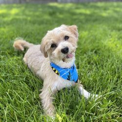 Superior Pet Grooming - Looking and feeling good after grooming!