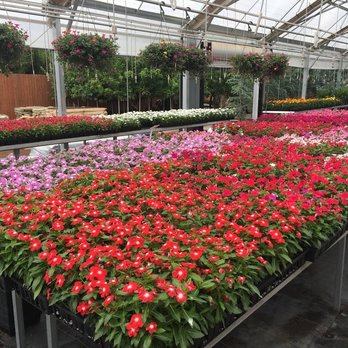 Bedrock Nursery - a variety of flowers in a greenhouse - Landscaping Near Me - Lawton, Oklahoma Bedrock Nursery - a variety of flowers in a greenhouse - Landscaping Near Me - Lawton, Oklahoma