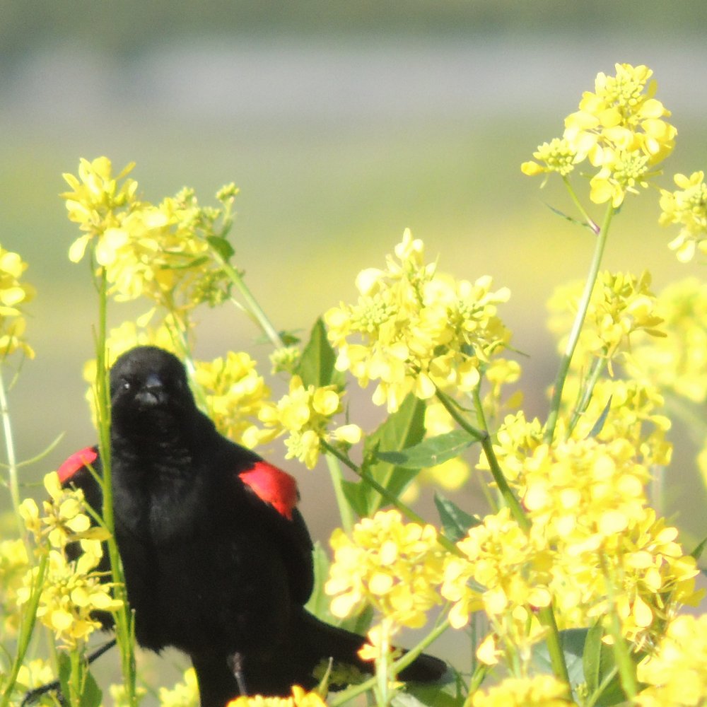 Tanzanite Park - Red winged black bird. ..what you looking at O-o - Parks Near Me - Sacramento, California Tanzanite Park - Red winged black bird. ..what you looking at O-o - Parks Near Me - Sacramento, California