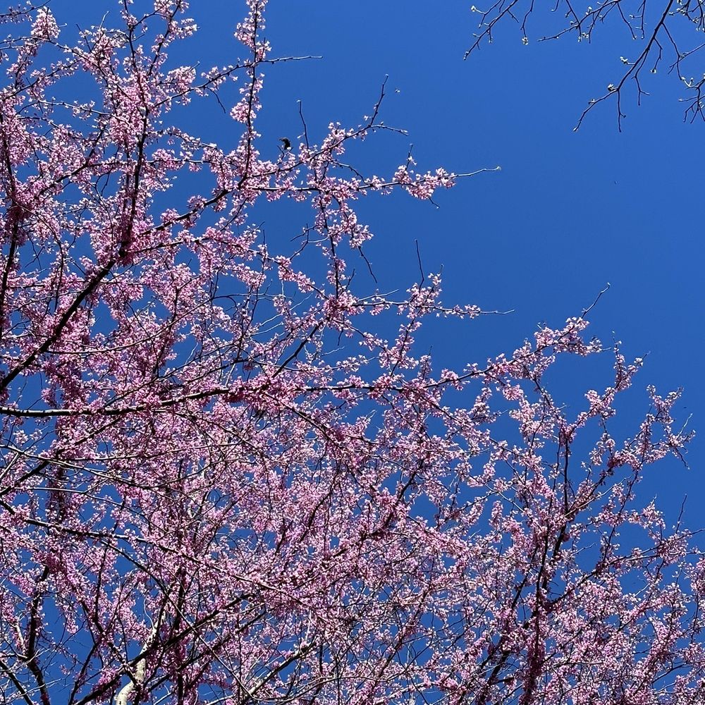 McDaniel Farm Park - Eastern Redbud - Parks Near Me - Duluth, Georgia McDaniel Farm Park - Eastern Redbud - Parks Near Me - Duluth, Georgia